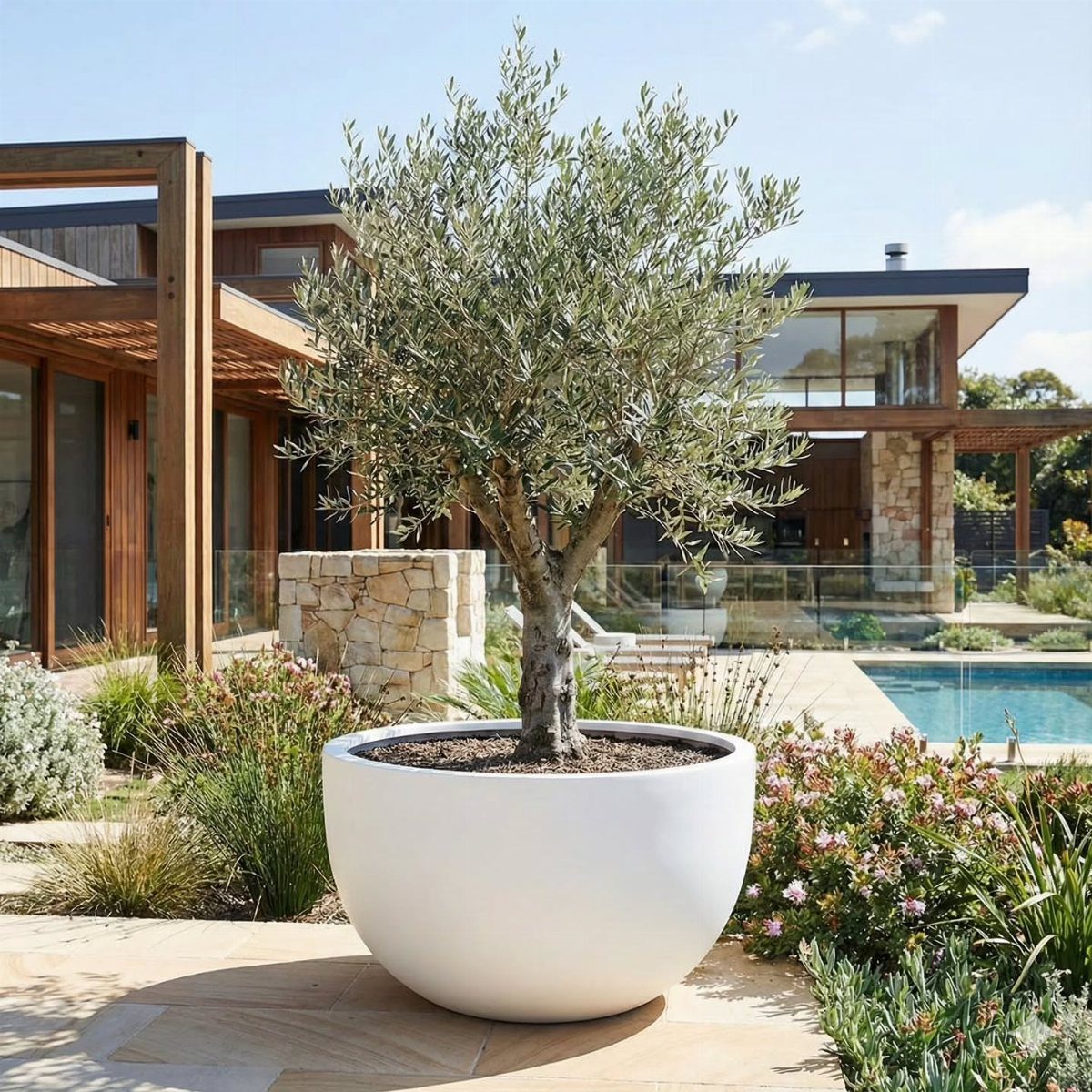 A large white spherical planter holding an olive tree on a stone patio near a pool.